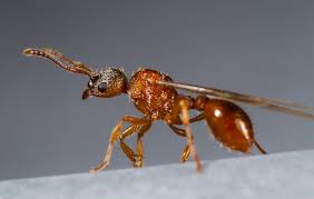 Attēlu rezultāti vaicājumam “Myrmica rubra”