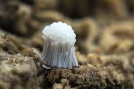 Attēlu rezultāti vaicājumam “Stemonitis fusca stalked”