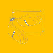 Attēlu rezultāti vaicājumam “Physarum album young”