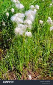 Attēlu rezultāti vaicājumam “Eriophorum angustifolium”