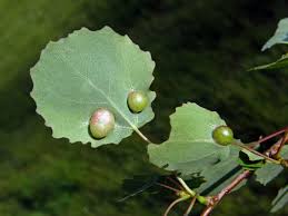 Attēlu rezultāti vaicājumam “Harmandia”