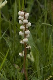 Attēlu rezultāti vaicājumam “Pyrolaceae”