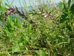 Attēlu rezultāti vaicājumam “Odontites vulgaris leaf”