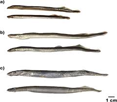 Image result for Lampetra fluviatilis