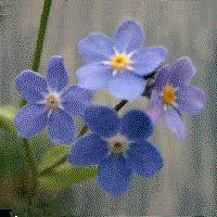 Attēlu rezultāti vaicājumam “Boraginaceae”