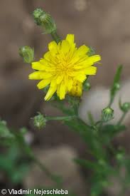 Attēlu rezultāti vaicājumam “Crepis tectorum fruit”