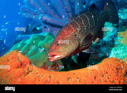 Image result for Cephalopholis fulva