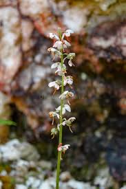 Attēlu rezultāti vaicājumam “Pyrola rotundifolia flower”