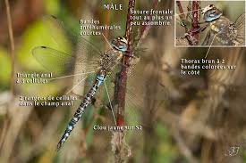 Attēlu rezultāti vaicājumam “Aeshna mixta”