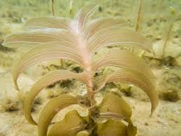 Attēlu rezultāti vaicājumam “Potamogeton perfoliatus flower”