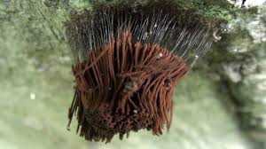 Attēlu rezultāti vaicājumam “Stemonitis pallida spores”