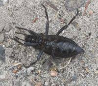 Attēlu rezultāti vaicājumam “Blaps mortisaga”