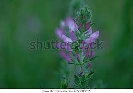 Attēlu rezultāti vaicājumam “Ononis arvensis leaf”