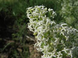 Attēlu rezultāti vaicājumam “Galium album”