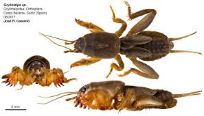 Attēlu rezultāti vaicājumam “Gryllotalpa gryllotalpa”