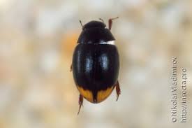 Attēlu rezultāti vaicājumam “Bitoma crenata imago”