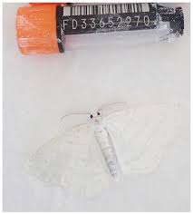 Attēlu rezultāti vaicājumam “Cabera pusaria male”