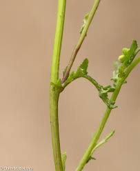 Attēlu rezultāti vaicājumam “Senecio vernalis bud”
