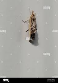 Attēlu rezultāti vaicājumam “Pediasia fascelinella”