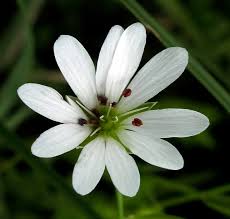 Attēlu rezultāti vaicājumam “Stellaria palustris”