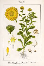 Image result for Calendula officinalis