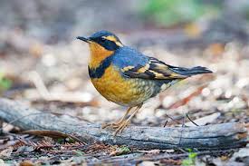 Image result for Ixoreus naevius