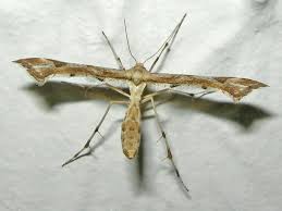 Attēlu rezultāti vaicājumam “Platyptilia gonodactyla”