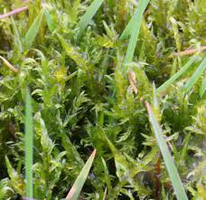 Attēlu rezultāti vaicājumam “Drepanocladus aduncus”