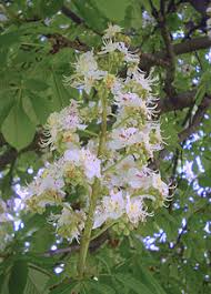 Attēlu rezultāti vaicājumam “Aesculus x neglecta flower”