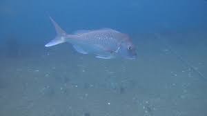 Image result for Pagrus auratus