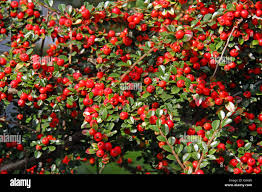 Attēlu rezultāti vaicājumam “Cotoneaster multiflorus fruit”