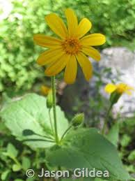 Attēlu rezultāti vaicājumam “Arnica montana”