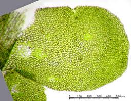 Attēlu rezultāti vaicājumam “Chiloscyphus”