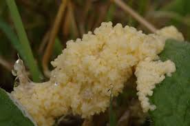 Attēlu rezultāti vaicājumam “Didymium spongiosum”