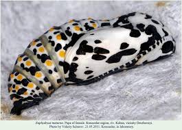 Attēlu rezultāti vaicājumam “Euphydryas maturna pupa”