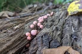 Attēlu rezultāti vaicājumam “Lycogala epidendrum aggr. plasmodium”