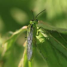 Attēlu rezultāti vaicājumam “Rhogogaster viridis”