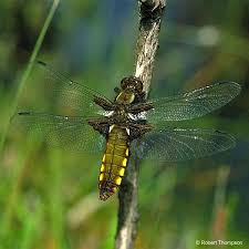 Attēlu rezultāti vaicājumam “Libellula depressa female”