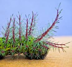 Attēlu rezultāti vaicājumam “Saturniidae”