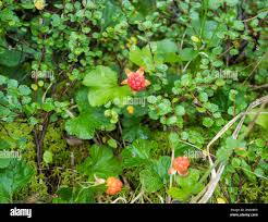 Attēlu rezultāti vaicājumam “Rubus chamaemorus”