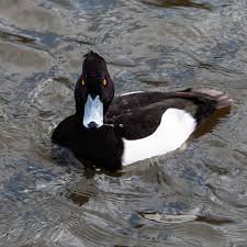 Attēlu rezultāti vaicājumam “Anseriformes”