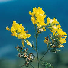 Attēlu rezultāti vaicājumam “Medicago”