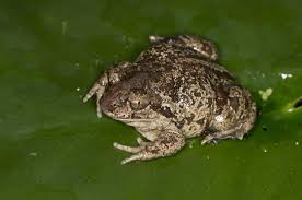 Attēlu rezultāti vaicājumam “Pelobates fuscus”