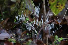 Attēlu rezultāti vaicājumam “Xylaria hypoxylon”
