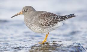 Attēlu rezultāti vaicājumam “Calidris maritima adult”