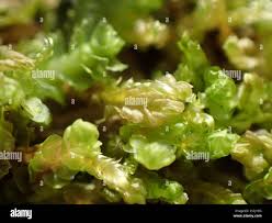 Attēlu rezultāti vaicājumam “Harpanthus flotovianus”