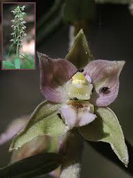 Attēlu rezultāti vaicājumam “Epipactis helleborine flower”