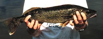 Image result for Sander vitreus