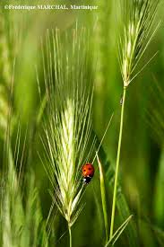 Attēlu rezultāti vaicājumam “Hordeum vulgare”