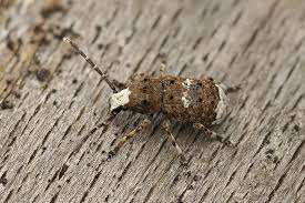 Attēlu rezultāti vaicājumam “Platystomos albinus”